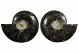 Black, Cut & Polished Ammonite Fossil - Deep Crystal Pockets #172451-1